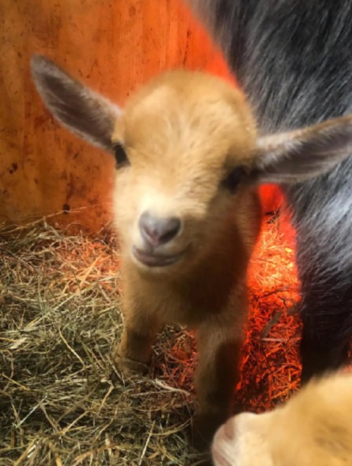 A cute baby goat with big ears and a playful expression, standing in a barn with warm lighting and hay around.