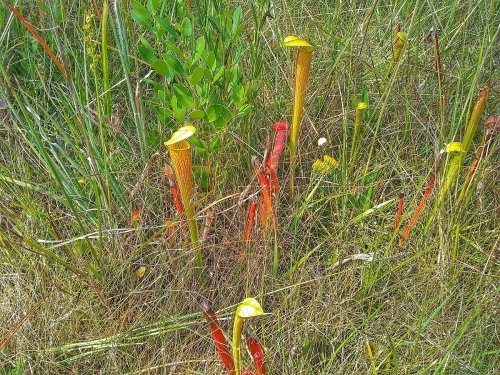 Colorful pitcher plants with yellow and red hues growing among green grass and foliage.