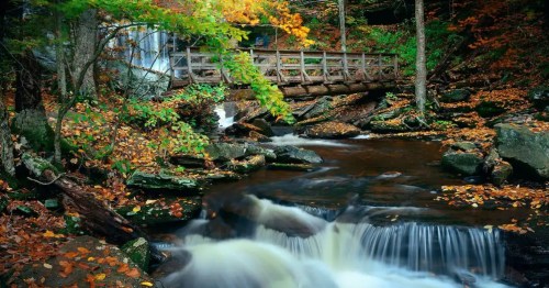 A serene forest scene with a wooden bridge over a flowing stream, surrounded by colorful autumn foliage.