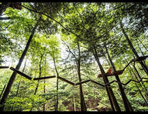 Hike Through The Trees At These Canopy Walks Across America