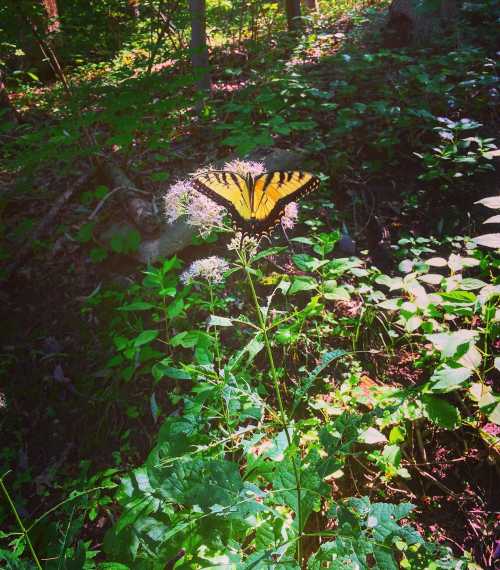 A yellow and black butterfly perched on a flowering plant in a lush green forest.