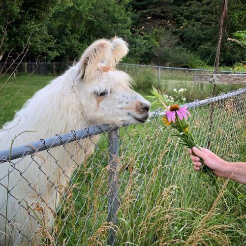 A person holds a bouquet of flowers out to a friendly llama by a fence in a grassy area.