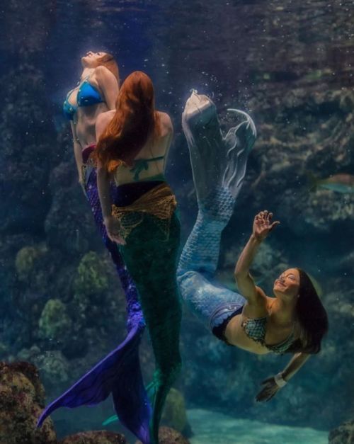 Three mermaids swim gracefully underwater, showcasing colorful tails and shimmering scales against a rocky backdrop.