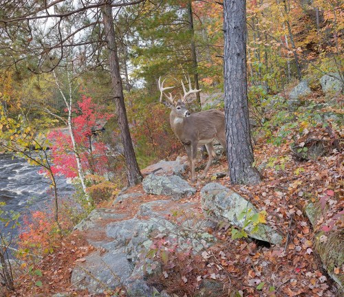 A deer stands near a river surrounded by colorful autumn foliage and rocky terrain.