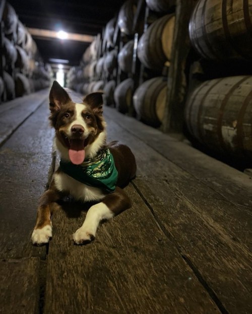 A happy dog wearing a green bandana lies on a wooden floor between rows of barrels in a dimly lit warehouse.