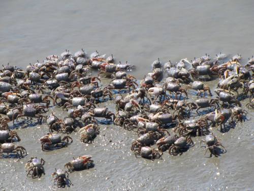 A large group of crabs scattered across a sandy shore, with some partially submerged in shallow water.