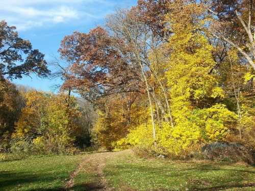 A scenic path through a vibrant autumn forest with yellow and orange leaves under a clear blue sky.