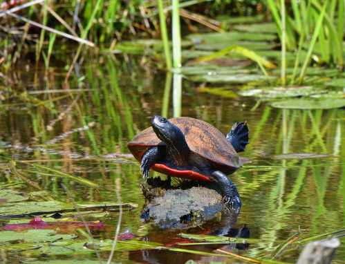 A turtle perched on a rock in a pond, surrounded by green plants and lily pads.