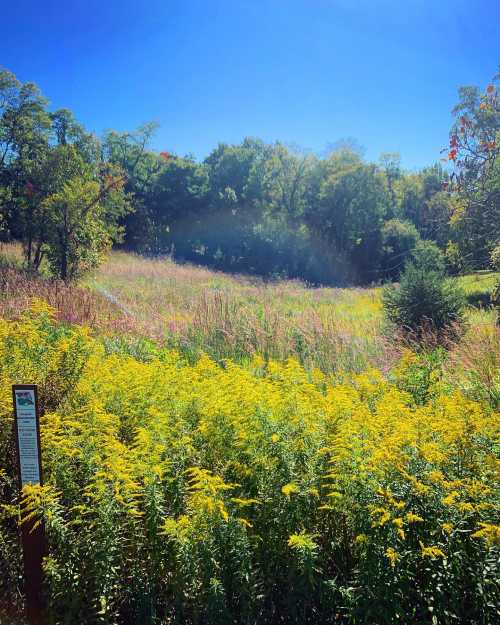 A vibrant field of yellow wildflowers under a clear blue sky, surrounded by green trees and tall grasses.