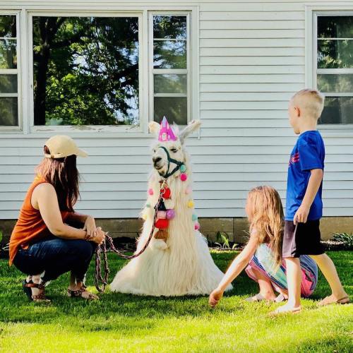 A llama wearing a party hat and colorful decorations sits on the grass while two children and an adult interact with it.