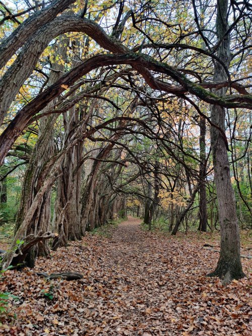 A serene forest path lined with arching trees and fallen leaves, creating a natural tunnel effect.