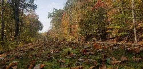 A scenic view of a forest path lined with colorful autumn leaves and trees, under a clear sky.