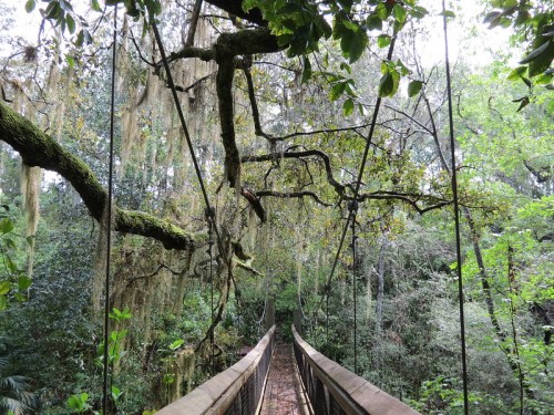 A wooden suspension bridge surrounded by lush greenery and hanging moss in a dense forest.