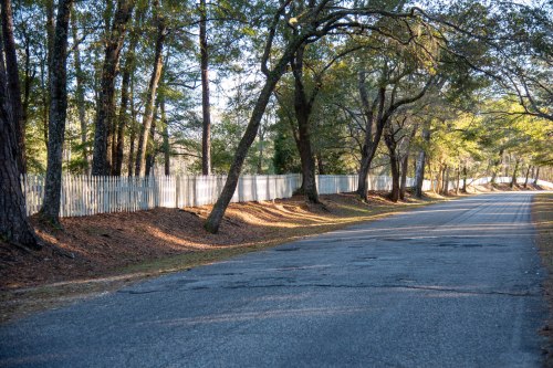 A quiet road lined with trees and a white picket fence, bathed in warm sunlight.