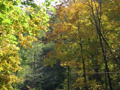 A vibrant forest scene with trees displaying autumn colors of yellow and orange, surrounded by greenery.