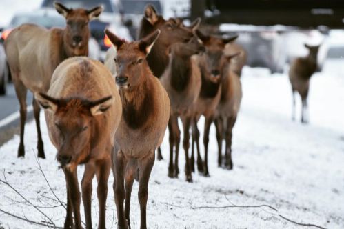 A group of elk stands near a snowy roadside, with cars visible in the background.
