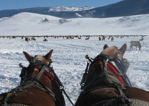 Two horses in harness, viewed from behind, with a snowy landscape and a herd of animals in the distance.