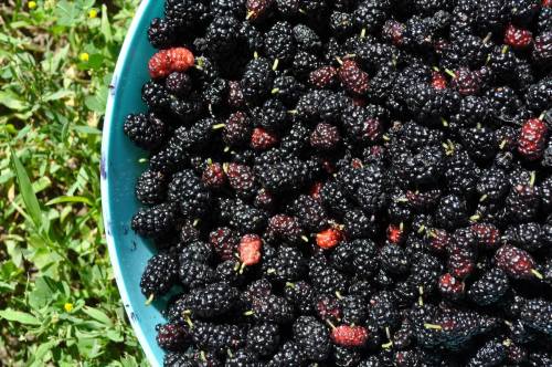 A blue bowl filled with ripe blackberries, resting on green grass.