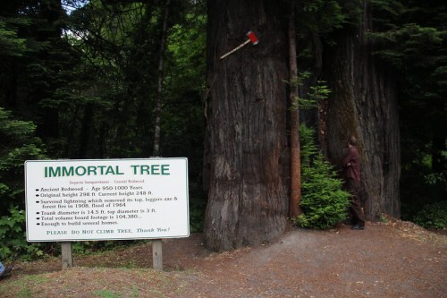 A person stands beside a massive tree with an axe embedded in it, next to a sign about the "Immortal Tree."