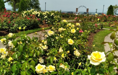 A vibrant rose garden with yellow and pink blooms, pathways, and a view of the water in the background.