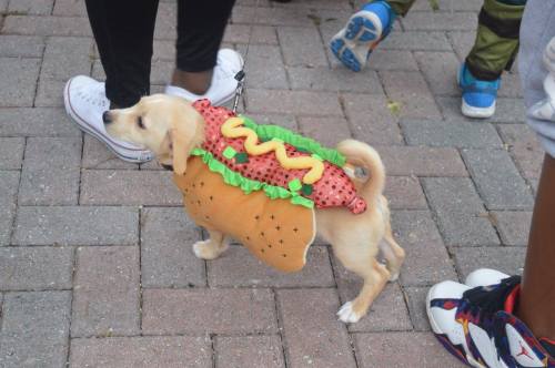 A small dog dressed in a hot dog costume walks on a paved surface, surrounded by people.