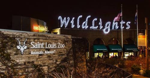 Signage for WildLights at the Saint Louis Zoo, illuminated at night with festive lights and nearby flags.