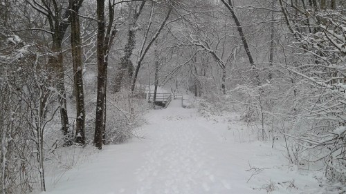 A snowy path through a forest, with footprints leading to a wooden bridge in the distance. Trees are covered in snow.