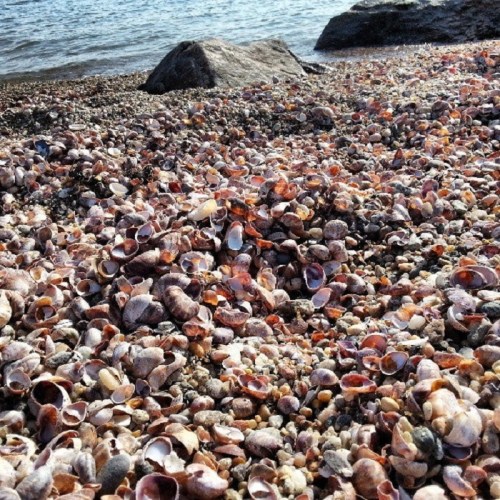 A sandy beach covered with a variety of colorful seashells and small rocks, with water in the background.