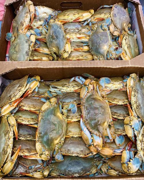 Two cardboard boxes filled with live blue crabs, showcasing their blue claws and greenish shells.