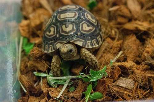 A small tortoise with a patterned shell, foraging on a bed of wood chips and greenery.