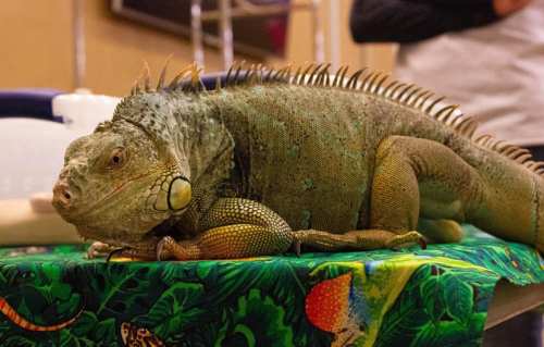 A large green iguana resting on a colorful tablecloth with tropical patterns.