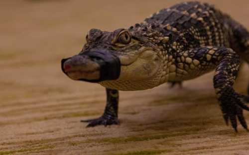 A close-up of a small crocodile with a black tape over its snout, crawling on a sandy surface.