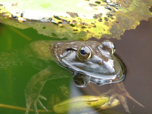 A frog partially submerged in water, with a lily pad above and green reflections around it.