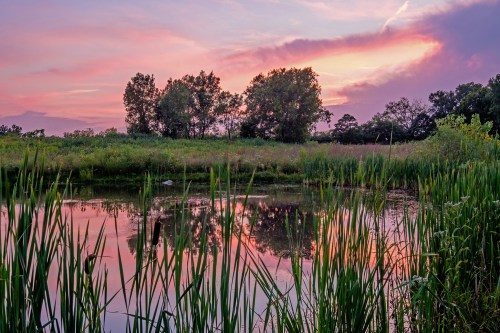 A serene pond reflects a colorful sunset, surrounded by lush greenery and tall grasses.