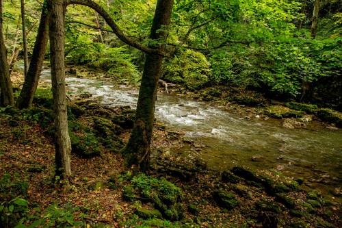 A serene forest scene featuring a flowing river surrounded by lush green trees and rocky banks.
