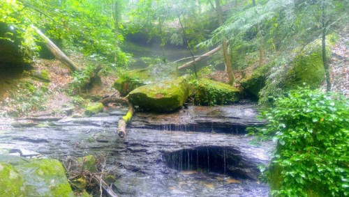 A serene forest scene featuring a rocky stream surrounded by lush greenery and moss-covered boulders.