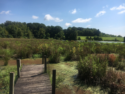 A wooden dock extends into a lush wetland with tall grasses and a serene pond under a clear blue sky.