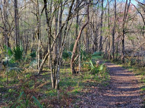 A wooded trail surrounded by trees and green foliage, with palm plants scattered along the path.