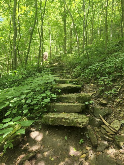 Stone steps lead up a lush, green forest trail surrounded by trees and foliage.