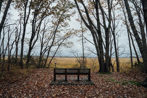 A wooden bench surrounded by trees and fallen leaves, overlooking a grassy field under a cloudy sky.