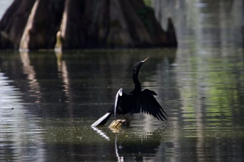A black bird with outstretched wings perches on a log in calm water, surrounded by trees.