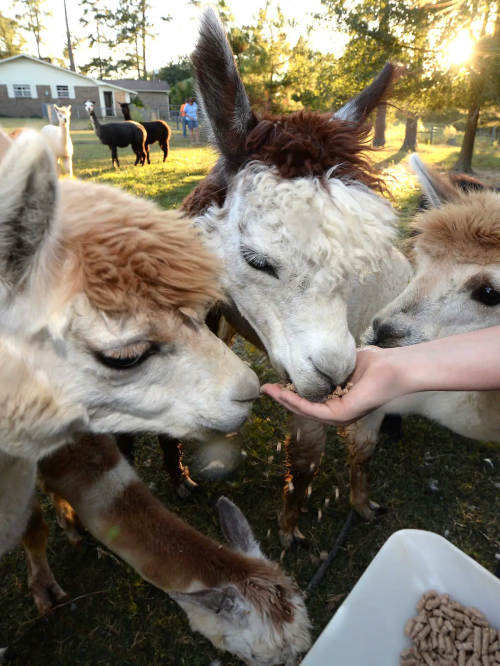 Three llamas eagerly eating from a person's hand, with a sunny farm background and other animals in the distance.