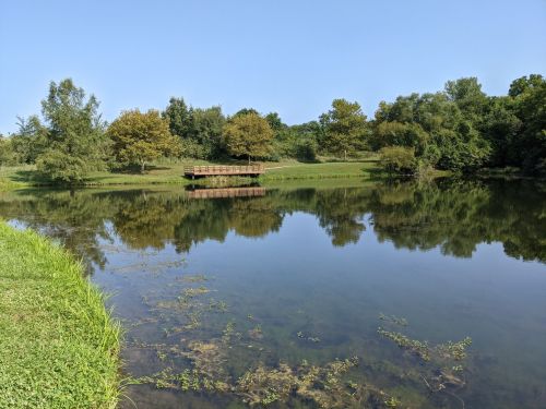 A serene pond surrounded by greenery, reflecting trees and a wooden bridge under a clear blue sky.