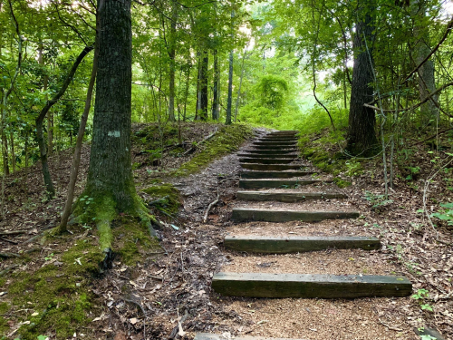 A winding wooden staircase leads through a lush, green forest with trees and moss-covered ground.