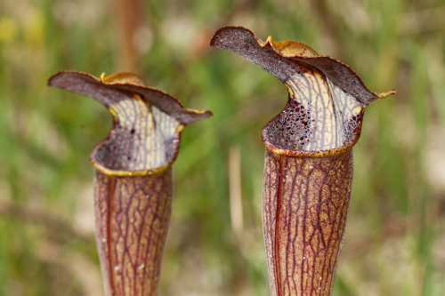 Two pitcher plants with elongated, tubular shapes and intricate patterns, set against a blurred green background.