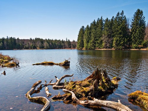 A serene lake surrounded by lush green trees and fallen logs, under a clear blue sky.