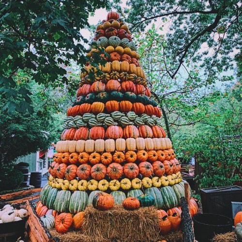 A colorful pyramid of pumpkins and gourds stacked on hay bales, surrounded by trees in a vibrant outdoor setting.