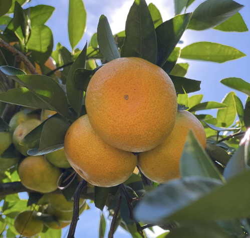 Close-up of ripe oranges hanging from a tree, surrounded by green leaves against a bright blue sky.