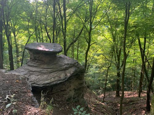 A large, flat-topped rock formation surrounded by lush green trees in a forested area.