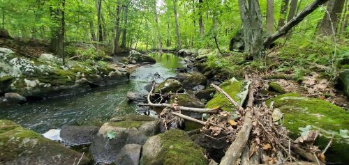 A serene forest scene featuring a winding stream surrounded by moss-covered rocks and lush green trees.